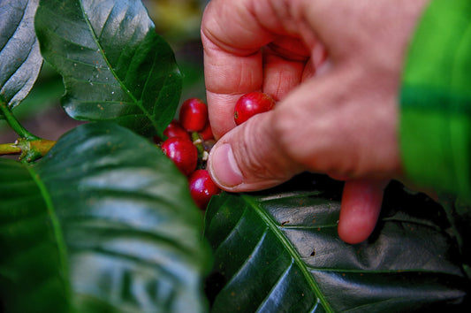 Understanding Coffee Roasts: Light, Medium, Dark