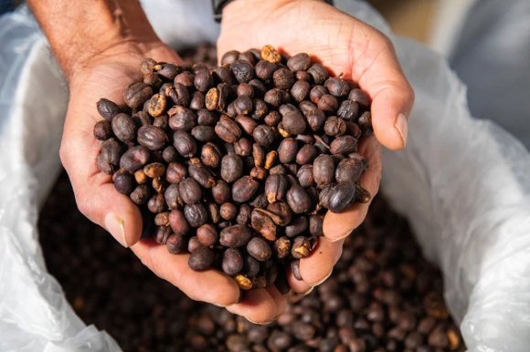 Rare Coffee Beans Around the World You Should Know About