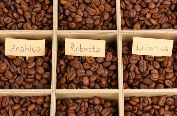 Arabica vs Robusta Coffee Beans: Which One Wins on Flavor?