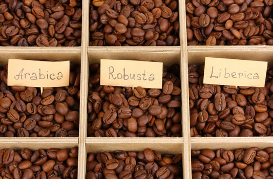 Arabica vs Robusta Coffee Beans: Which One Wins on Flavor?
