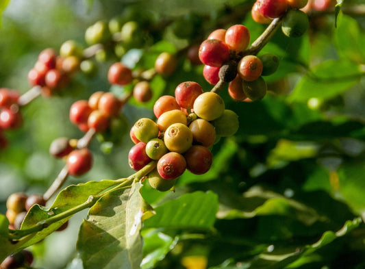 Ethiopian Enchantment Coffee: Why This Origin Is Special