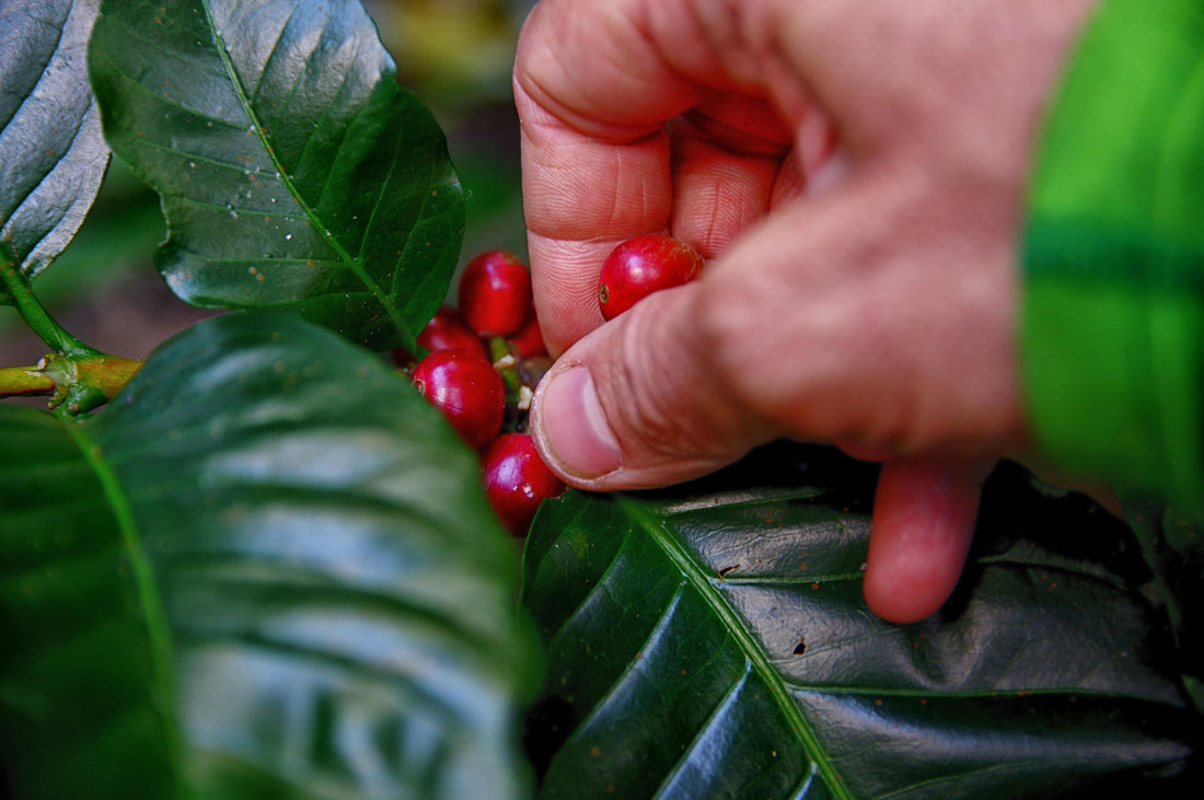 Understanding Coffee Roasts: Light, Medium, Dark