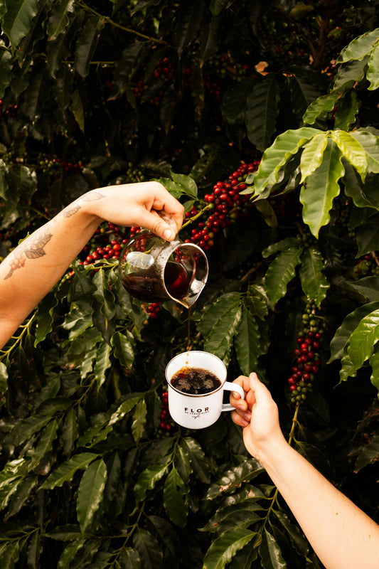 Brazilian Coffee: Bold, Smooth & Perfect for Daily Brewing